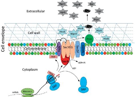 Figure 1 From Improving Bacillus Subtilis As A Cell Factory For