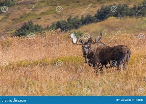 Bull Alaska Yukon Moose In Fall In Alaska Stock Photo Image Of Wild