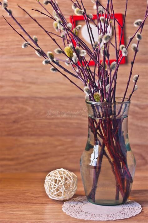 Pussy Willow In Vase Stock Photo Image Of Water Vibrant