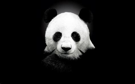 PandaBear White Black Bear Face Cute Panda HD Wallpaper Pxfuel