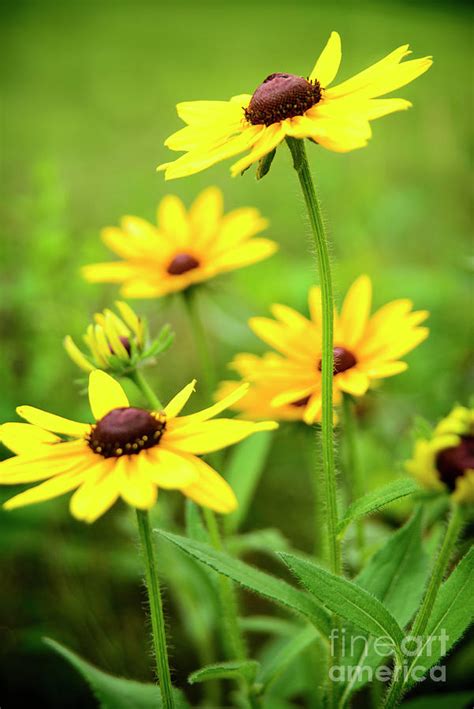 Gloriosa Daisy Photograph By Alana Ranney