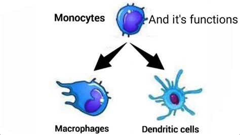 #Monocytes #Macrophages #Dendritic cell and it's functions - YouTube