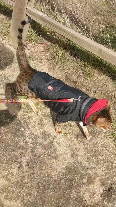 Bengal Cat Going Out On A Leash With New Outfit Shorts Youtube