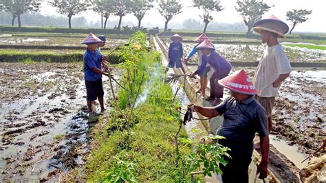 Cara Mengusir Tikus Di Sawah Tanaman Kacang Tanah