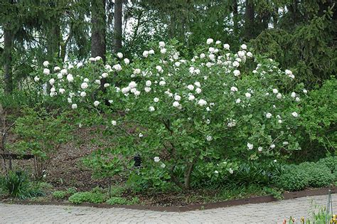 Fragrant Viburnum Viburnum X Carlcephalum In Davidsonville Maryland