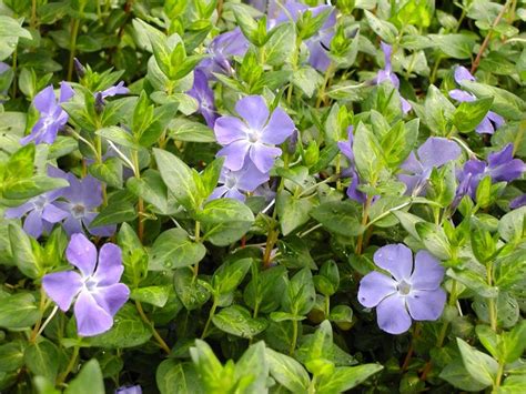 Vinca major 'Maculata' Vinca major 'Maculata' from Plantworks Nursery