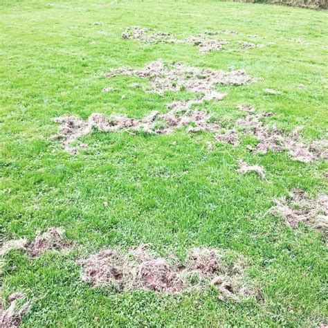 6 Ways To Deter Badgers And Stop Them Digging Up Your Lawn