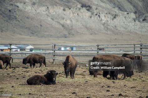 Wild Bison In The Stevens Creek Capture Facility In Yellowstone News