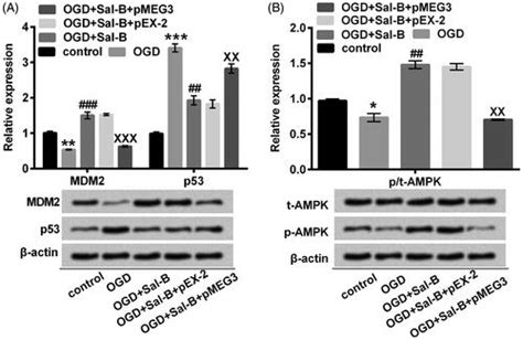 Full Article Cardio Protective Effects Of Salvianolic Acid B On Oxygen