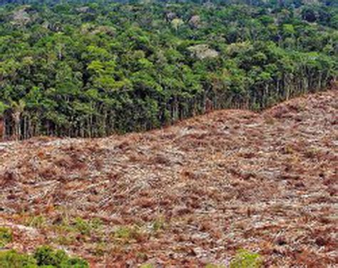 Amazon A Peruana Pierde Cada A O M S De Hect Reas De Bosques