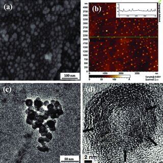 PDF Carbon Nano Onions As Nontoxic And High Fluorescence Bioimaging