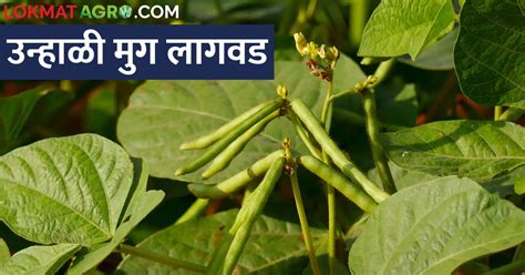 बहुउपयोगी उन्हाळी मुगाची सुधारित पद्धतीने लागवड कशी करावी How To Cultivate Multipurpose