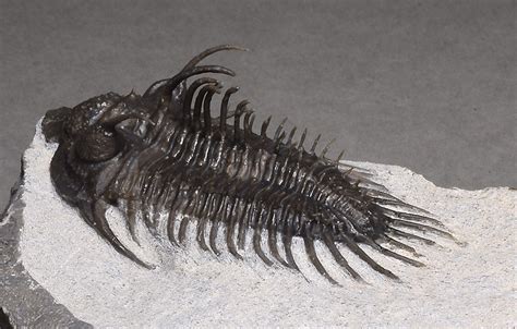 Very Good Spiny Trilobite Comura Bultyncki