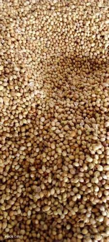 Dried Brown Dry Organic Coriander Seed Form Whole At Rs 95 Kg In Chennai