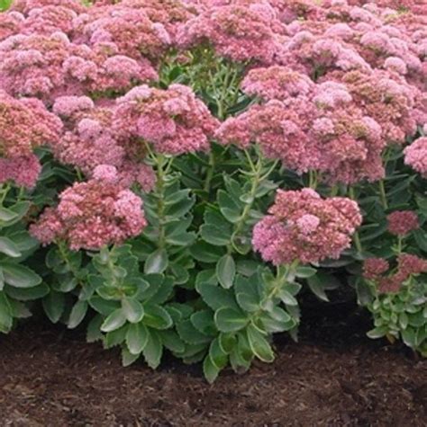SEDUM Autumn Joy. Stonecrop.