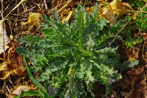 山野寻奇——花叶滇苦菜 中国自然保护区生物标本资源共享平台