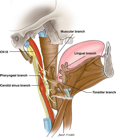 Glossopharyngeal Nerve Tympanic Branch