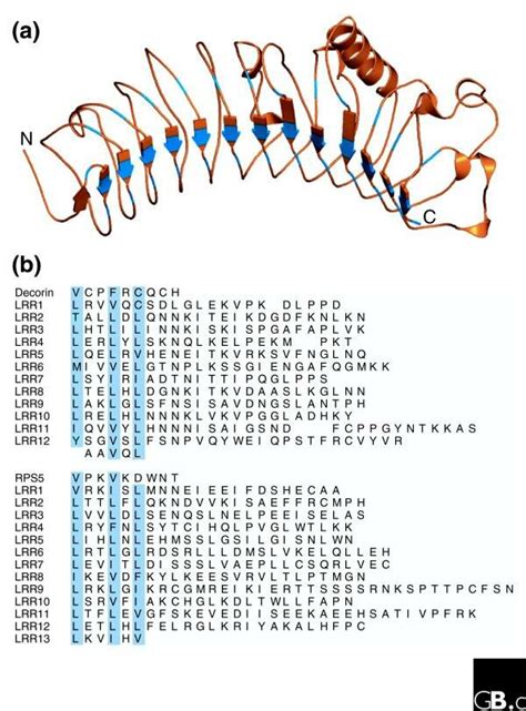 The Predicted Structure Of An LRR Domain Resulting From The Threading