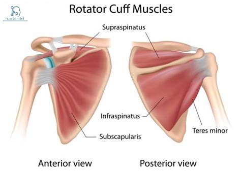 Infraspinatus Muscle Origin Insertion Nerve Supply And Action How To