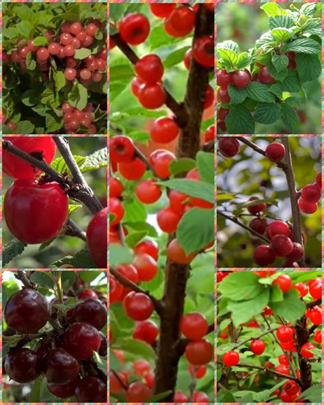 «Войлочная - Китайская вишня - Томентоза», или по-научному «Prunus ...
