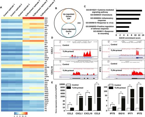 Rna Seq Analysis Reveals Differentially Expressed Genes In Tlr Primed