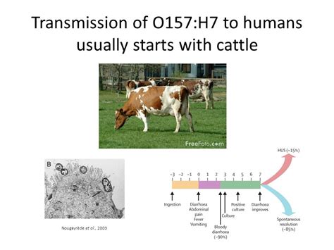 Escherichia Coli O157h7 And Shiga Toxin Converting Bacteriophage Edward G Dudley Phd