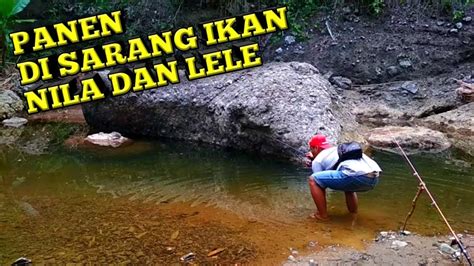 Umpan Mancing Ikan Nila Sungai Hobi Mancing