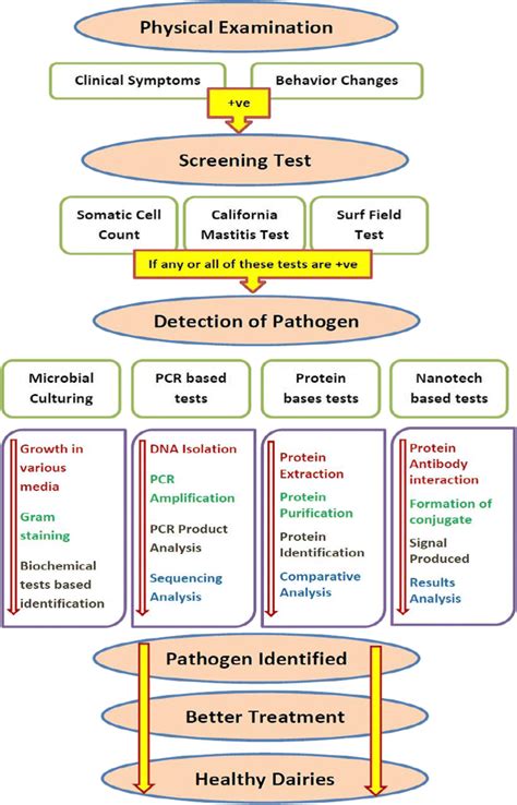 Diagnosis of bovine mastitis: an overview | Download Scientific Diagram