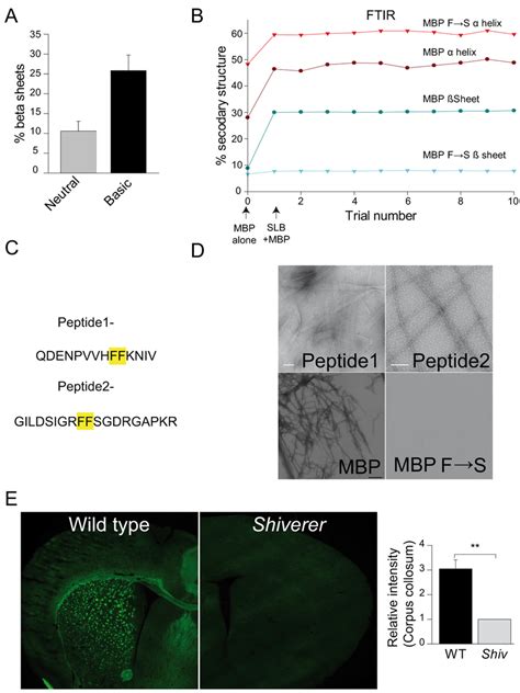 β sheet structure mediates amyloid like self assembly of MBP A