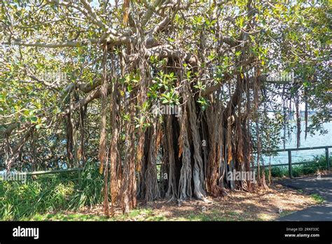 The Magnificent Banyan Tree Ficus Benghalensis With It S Aerial Roots