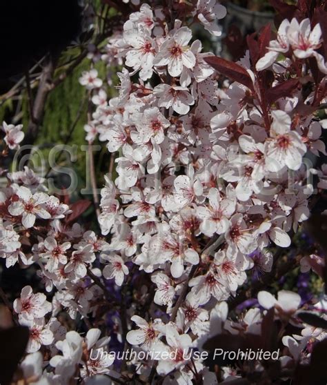 Plantfiles Pictures Prunus Dwarf Red Leaf Plum Purple Leaf Sand