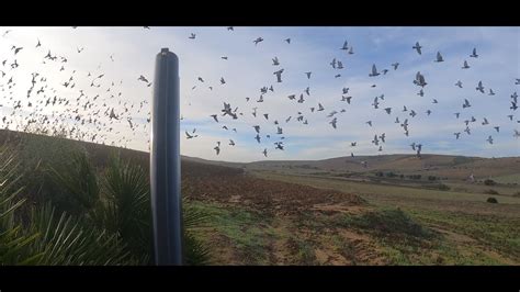 chasse au pigeons قنص الحمام البري hunting pigeons YouTube