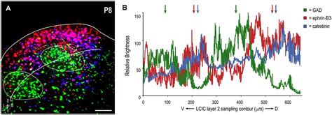 Frontiers Registry Of Compartmental Ephrin B Guidance Patterns With