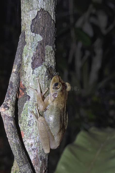 Parque Nacional De Masoala De La Rana Del Madagascariensis End Mico De