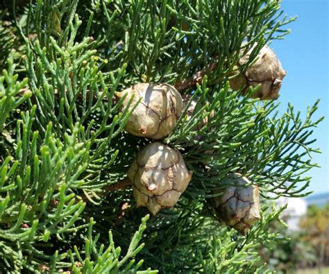 Cupressus sempervirens - EUFORGEN European forest genetic resources ...
