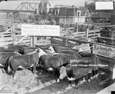 502 Chicago Cows Stock Photos High Res Pictures And Images Getty Images