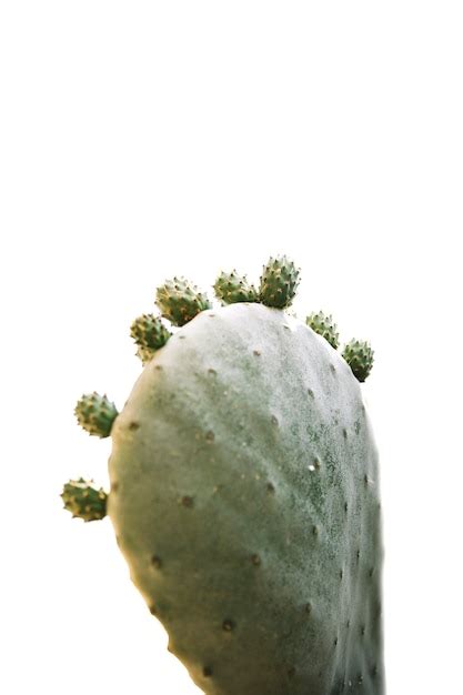 Planta De Cactus Aislada Sobre Fondo Blanco Foto Gratis