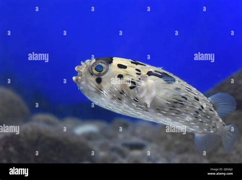 Blue Spotted Puffer Fish Hi Res Stock Photography And Images Alamy