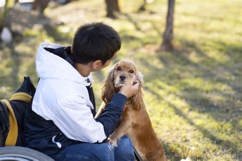 Service Dog Training In California