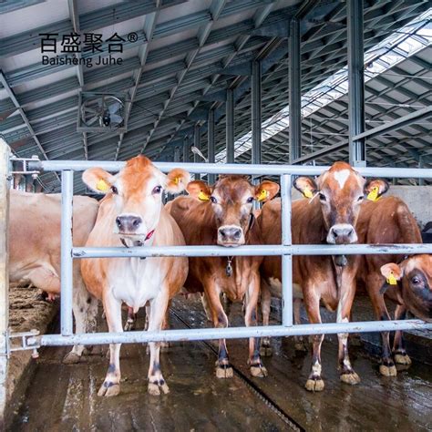 Prefabricated Building Steel Structure Dairy Cow Shed Farm/Steel ...
