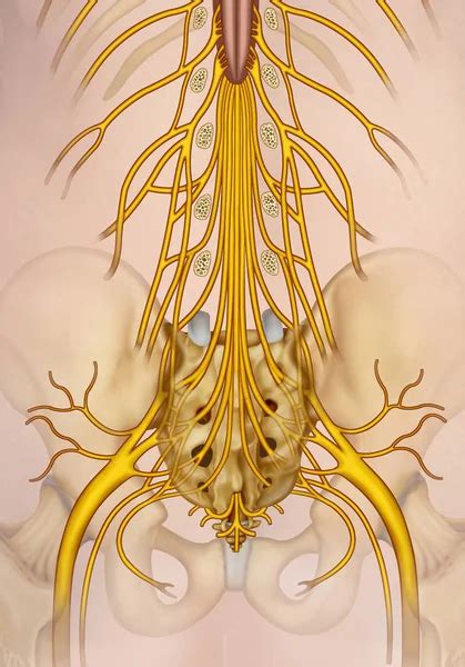 ᐈ Pictures Cranial Nerves Stock Images Royalty Free Cranial Nerves