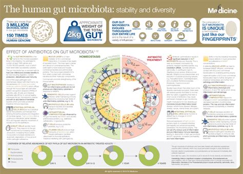 The human gut microbiota: stability and diversity | FX Medicine | Gut ...