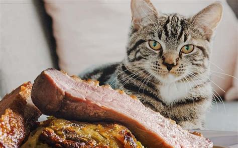 Can Cats Eat Pork 13 All Facts You Must Know Cat Breeds Information