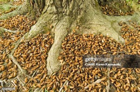 Cicada Swarm Photos And Premium High Res Pictures Getty Images