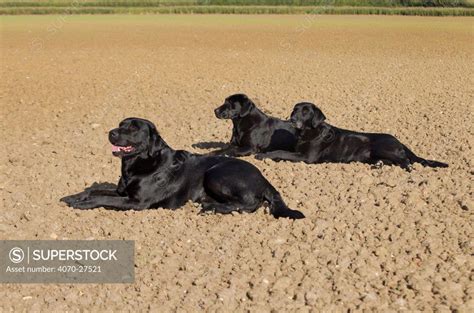 Black Labrador dogs (Canis familiaris) resting whilst on pheasant shoot ...