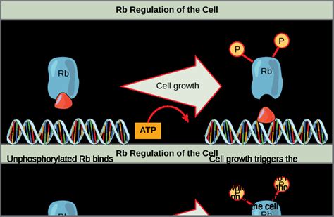 Control Of The Cell Cycle Openstax Biology Course Hero