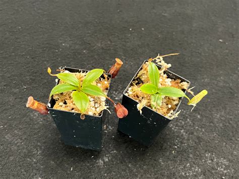 Nepenthes Mira Pitcher N Moss