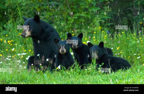 Black Bear Ursus Americanus Female Black Bear High Resolution Stock