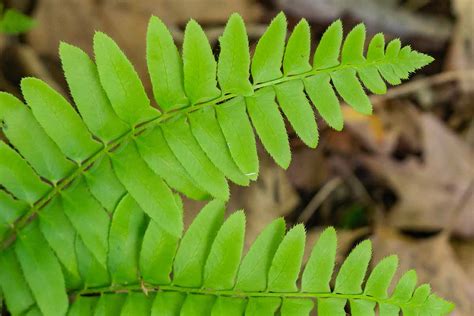 Ferns