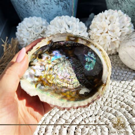 Abalone Paua Shell For Smudging GAIA CENTER CYPRUS